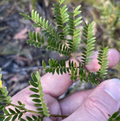 Acacia terminalis (Sunshine Wattle) at Braidwood, NSW - 2 Oct 2023 by Tapirlord