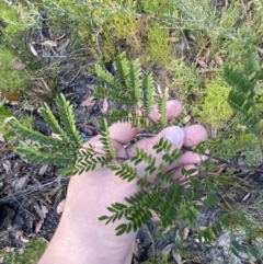 Acacia terminalis at Braidwood, NSW - 3 Oct 2023 09:22 AM