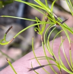 Caustis flexuosa (Curly Wigs) at Braidwood, NSW - 2 Oct 2023 by Tapirlord