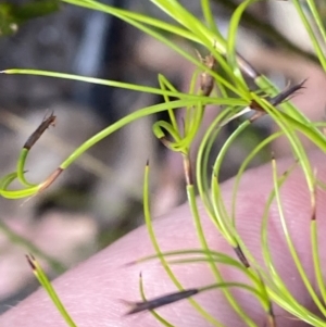 Caustis flexuosa at Braidwood, NSW - 3 Oct 2023