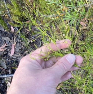 Caustis flexuosa at Braidwood, NSW - 3 Oct 2023