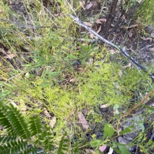 Caustis flexuosa at Braidwood, NSW - 3 Oct 2023