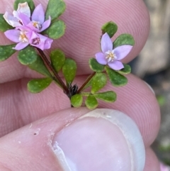 Boronia algida (Alpine Boronia) at Braidwood, NSW - 3 Oct 2023 by Tapirlord