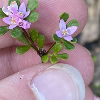 Boronia algida (Alpine Boronia) at Braidwood, NSW - 3 Oct 2023 by Tapirlord
