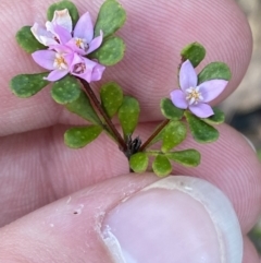 Boronia algida at Braidwood, NSW - 3 Oct 2023