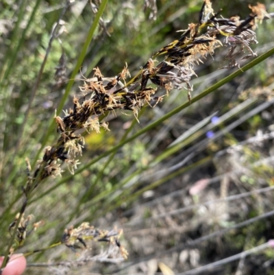 Schoenus melanostachys (Black Bog-rush) at Braidwood, NSW - 2 Oct 2023 by Tapirlord