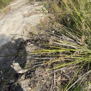 Schoenus melanostachys at Braidwood, NSW - 3 Oct 2023