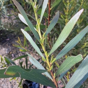 Acacia obtusifolia at Braidwood, NSW - 3 Oct 2023