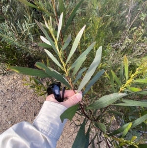 Acacia obtusifolia at Braidwood, NSW - 3 Oct 2023