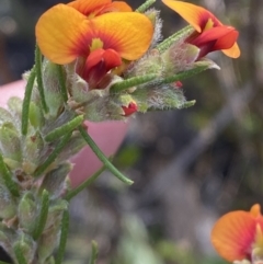 Dillwynia sericea (Egg And Bacon Peas) at Braidwood, NSW - 3 Oct 2023 by Tapirlord