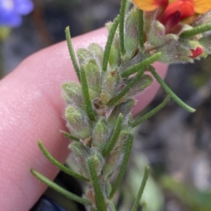 Dillwynia sericea at Braidwood, NSW - 3 Oct 2023