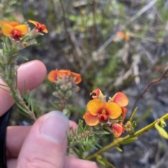 Dillwynia sericea at Braidwood, NSW - 3 Oct 2023