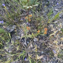 Dillwynia sericea at Braidwood, NSW - 3 Oct 2023 09:16 AM