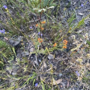 Dillwynia sericea at Braidwood, NSW - 3 Oct 2023