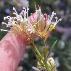 Grevillea patulifolia at Braidwood, NSW - 3 Oct 2023 by Tapirlord