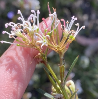 Grevillea patulifolia at Braidwood, NSW - 2 Oct 2023 by Tapirlord