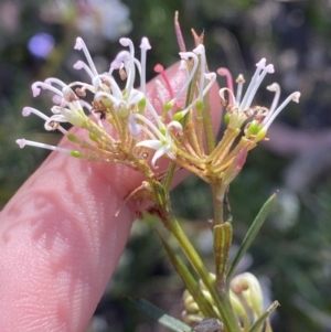 Grevillea patulifolia at Braidwood, NSW - 3 Oct 2023