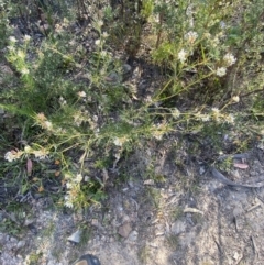 Grevillea patulifolia at Braidwood, NSW - 3 Oct 2023