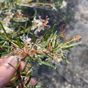 Grevillea patulifolia at Braidwood, NSW - 3 Oct 2023