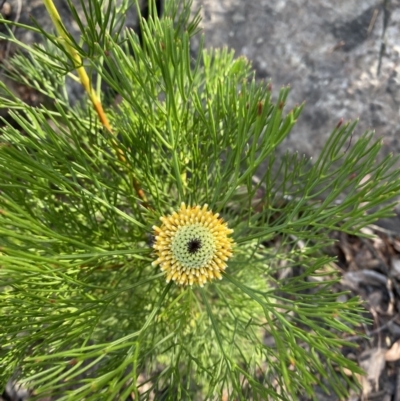 Isopogon anethifolius at Braidwood, NSW - 3 Oct 2023 by Tapirlord