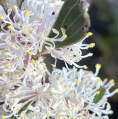 Hakea dactyloides (Finger Hakea) at Braidwood, NSW - 3 Oct 2023 by Tapirlord