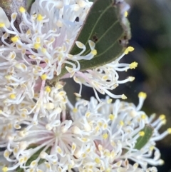 Hakea dactyloides (Finger Hakea) at Braidwood, NSW - 2 Oct 2023 by Tapirlord