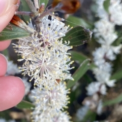 Hakea dactyloides at Braidwood, NSW - 3 Oct 2023 09:06 AM