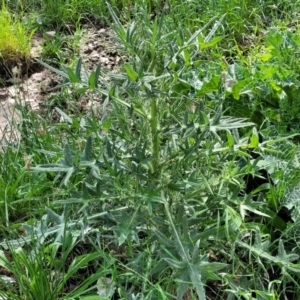 Cirsium vulgare at Thuddungra, NSW - 7 Oct 2023