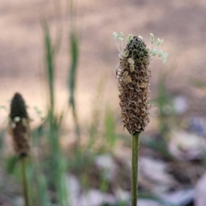 Plantago lanceolata at Thuddungra, NSW - 7 Oct 2023