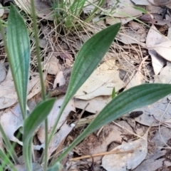 Plantago lanceolata at Thuddungra, NSW - 7 Oct 2023