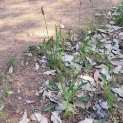 Plantago lanceolata at Thuddungra, NSW - 7 Oct 2023