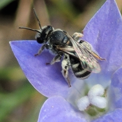 Lasioglossum (Chilalictus) sp. (genus & subgenus) (Halictid bee) at Thuddungra, NSW - 7 Oct 2023 by trevorpreston