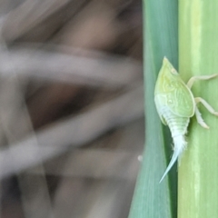 Siphanta acuta (Green planthopper, Torpedo bug) at Thuddungra, NSW - 7 Oct 2023 by trevorpreston