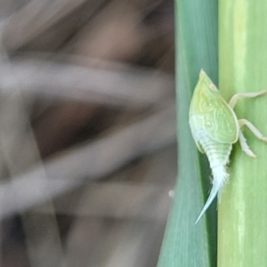 Siphanta acuta at Thuddungra, NSW - 7 Oct 2023