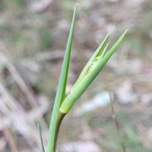 Dianella sp. aff. longifolia (Benambra) at Thuddungra, NSW - 7 Oct 2023