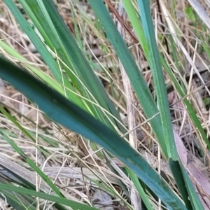 Dianella sp. aff. longifolia (Benambra) at Thuddungra, NSW - 7 Oct 2023