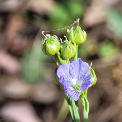 Linum marginale (Native Flax) at Thuddungra, NSW - 7 Oct 2023 by trevorpreston