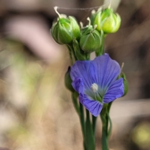 Linum marginale at Thuddungra, NSW - 7 Oct 2023