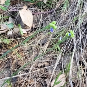 Linum marginale at Thuddungra, NSW - 7 Oct 2023