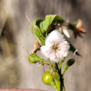 Myoporum montanum at Thuddungra, NSW - 7 Oct 2023