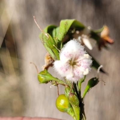 Myoporum montanum (Western Boobialla, Water Bush) at Thuddungra, NSW - 7 Oct 2023 by trevorpreston