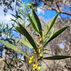 Myoporum montanum at Thuddungra, NSW - 7 Oct 2023