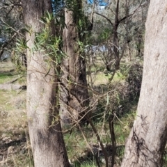 Myoporum montanum at Thuddungra, NSW - 7 Oct 2023