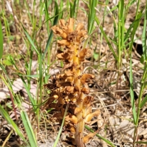 Orobanche minor at Thuddungra, NSW - 7 Oct 2023