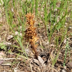 Orobanche minor at Thuddungra, NSW - 7 Oct 2023