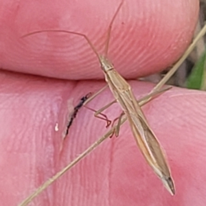 Mutusca brevicornis at Thuddungra, NSW - 7 Oct 2023