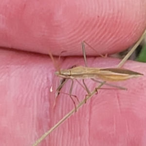 Mutusca brevicornis at Thuddungra, NSW - 7 Oct 2023