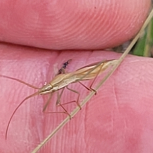 Mutusca brevicornis at Thuddungra, NSW - 7 Oct 2023