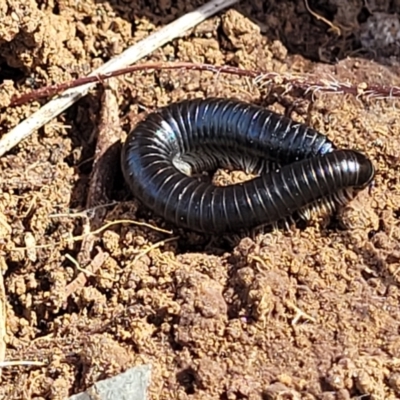 Ommatoiulus moreleti (Portuguese Millipede) at Thuddungra, NSW - 7 Oct 2023 by trevorpreston