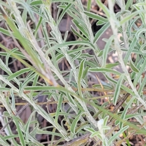 Vittadinia gracilis at Thuddungra, NSW - 7 Oct 2023